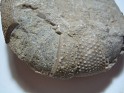 Unknown  Spain. Uploaded by Granotius